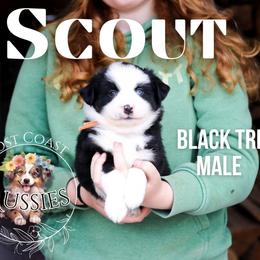 Scout - Black tri male Miniature American Shepherd puppy in Ferndale, California from Lost Coast Aussies