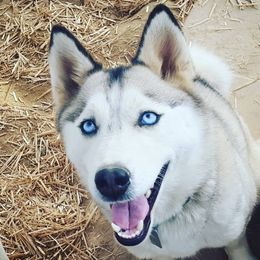 Tyche - Siberian Husky