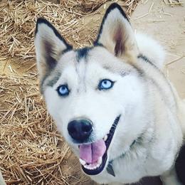 Tyche - Siberian Husky