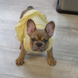 Yellow Ranger - Blue fawn female French Bulldog puppy in Austin, Texas from ourfrenchies2yours