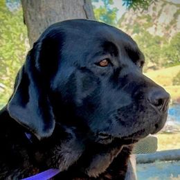 Bella - Labrador Retriever