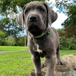Zues - Gray brindle male Cane Corso puppy in Brownstown, Pennsylvania from Lititz Cane Corsos