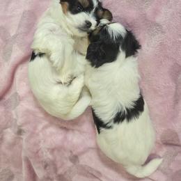 Biewer Terrier and Yorkshire Terrier Puppies from Treasures of Neptune Cove