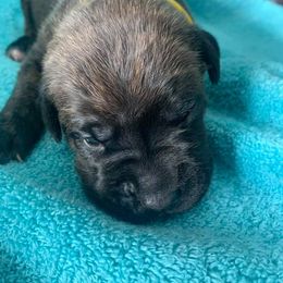 Cane Corso Puppies from El Jefe Corsos