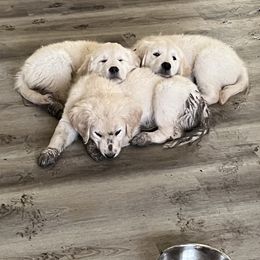 Golden Retriever Puppies from Mia Ragazza Golden Retrievers