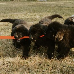 Newfoundland Puppies from Rainshadow Newfoundlands