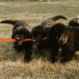 Newfoundland Puppies from Rainshadow Newfoundlands