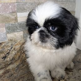 Companion Crosses, Pekingese, and Shih Tzus from Shawgo Pups