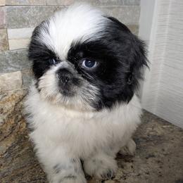 Companion Crosses, Pekingese, and Shih Tzus from Shawgo Pups