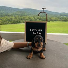 Dachshund Puppies from Blue Ridge Mountain Weenies