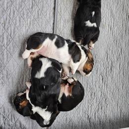 Basset Hound Puppies from Tater's Tots