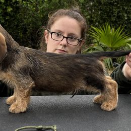 Dachshund Puppies from Passport Dachshunds