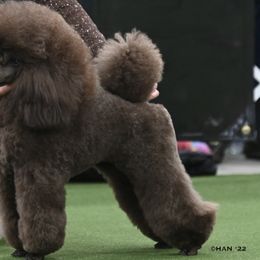 Poodles from Bellafina Poodles