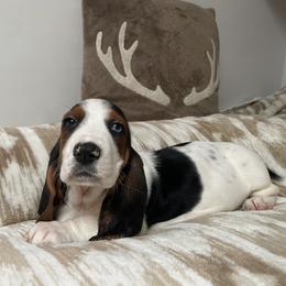 Breeze - Black brown and white female Basset Hound puppy in Remington, Virginia from Lotus Rose Basset hounds