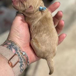 Colorado - Red male Cavapoo puppy in Carmichaels, Pennsylvania from Honey & Lemon Royalty