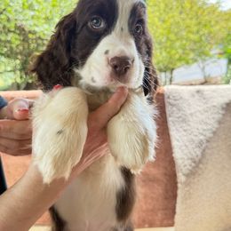 Jim - Liver and white male English Springer Spaniel puppy in Cookeville, Tennessee from AVE Springer Spaniels