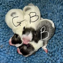 Buttercup 1 week old AKC blue and white parti pom - Blue parti female Pomeranian puppy in Madison, Ohio from PawSitive Therapy Pomeranians
