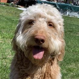 Bernedoodles, Goldendoodles, and Poodles from Country View Bernedoodles and Goldendoodles