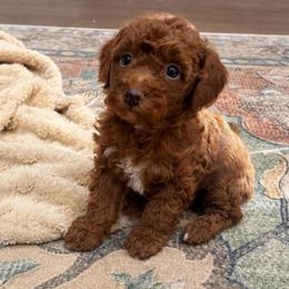 Daphne (Pink) - Apricot female Poodle puppy in Calimesa, California from Teakwood Poodles of SoCal