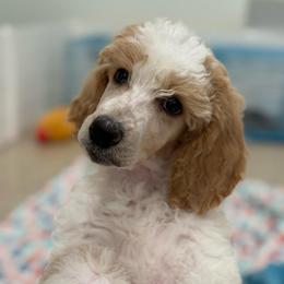Pearl - Parti female Poodle puppy in Bellville, Ohio from Cedar Ridge Standard Poodles
