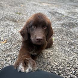 Luna OFA - Brown female Newfoundland puppy in Falmouth, Michigan from Dyer Lake Newfoundlands