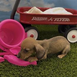 Red Wirehair Female - Red female Dachshund puppy in Killeen, Texas from Southern Dachshunds