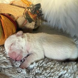 Baby Boo with OFA Parents - Cream female French Bulldog puppy in Billings, Montana from Yellowstone Frenchies
