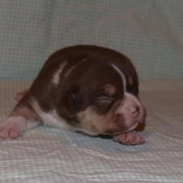 Girl 3 - Chocolate tri-color female American Bully puppy in Dixon, Kentucky from Haymaker Bully Camp
