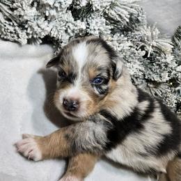 Buddy - Blue merle male Australian Shepherd puppy in Peach Bottom, Pennsylvania from Arcadia Australian Shepherds