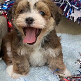 Mulberry - Red sable male Havanese puppy in Wappapello, Missouri from Titanium Havanese LLC
