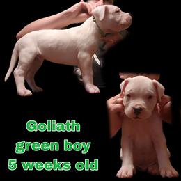 Boy 2 - green boy - White male Dogo Argentino puppy in Blythe, California from Dogos del Gran Reino