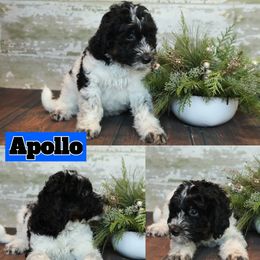 Bernedoodle and Goldendoodle Puppies from Dolly's Doodles