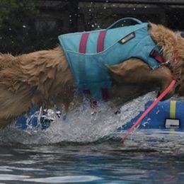 Golden Retrievers from Arkadia