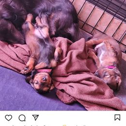 Dachshund Puppies from Royal purple doxies