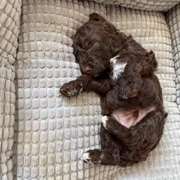 Winston - Brown and white male Cockapoo puppy in Portland, Oregon from Little Luvs Mini Cockapoos