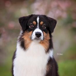 Australian Shepherd puppies from NorthBeach Aussies