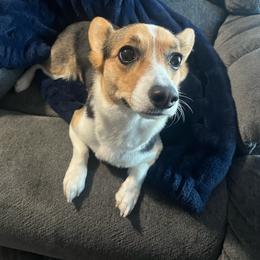 Penelope - Black and tan female Pembroke Welsh Corgi puppy in Bryan, Ohio from Hammon Pembroke Welsh Corgis