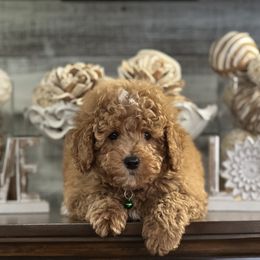 Cavapoo and Poodle Puppies from P&D Palace