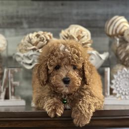 Cavapoo and Poodle Puppies from P&D Palace