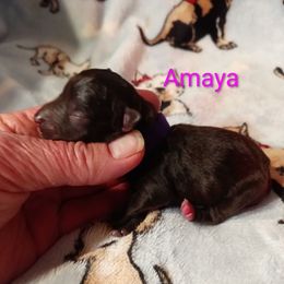 Amaya - Liver female Miniature Schnauzer puppy in Midland, Texas from Shebbies Puppy Palace