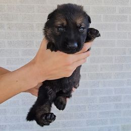 Georgette 'Googie' Withers - Sable female German Shepherd puppy in Winston Salem, North Carolina from Samtastic Shepherds