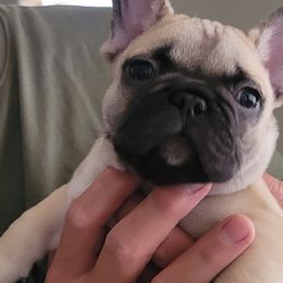 Pug - Fawn French Bulldog puppy in Las Vegas, Nevada from Aloha Paradise Kennel