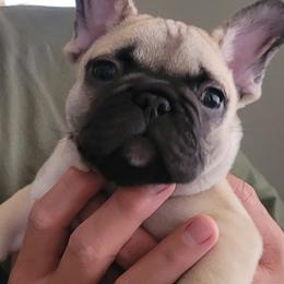 Pug - Fawn French Bulldog puppy in Las Vegas, Nevada from Aloha Paradise Kennel