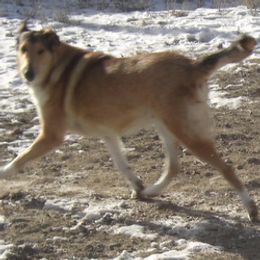 Echo's mother Splash - Collie