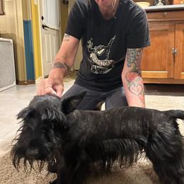 Ethel - Scottish Terrier