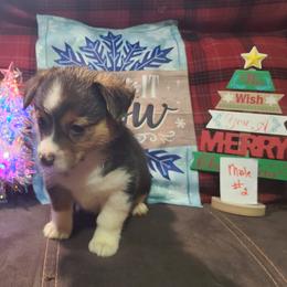 Boy 2 - Black and tan male Pembroke Welsh Corgi puppy in Portland, North Dakota from Sliding stop corgis
