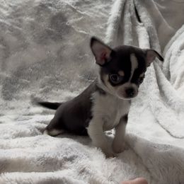 Chihuahua - Black and white male Chihuahua puppy in Charleston, Maine from North Woods Chihuahua’s & Golden Retrievers