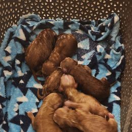 Boys 7 - Apricot male Goldendoodle puppy in Howell, Michigan from Robbin's Treasures