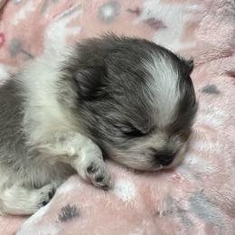 Lola - Blue merle female Pomeranian puppy in Waterloo, Indiana from Garcias Pomeranian