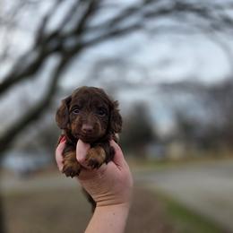 Lyric - Chocolate and tan female Dachshund puppy in Indianapolis, Indiana from Homegrown Hoosier Kennels